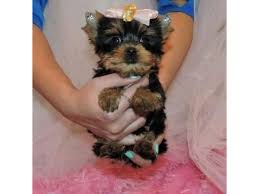 Hide this posting restore restore this posting. Cute Doggies And Puppies Free Images Yorkie Puppies Louisiana Usa
