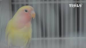 Check spelling or type a new query. Bisnis Jual Beli Burung Di Pasar Depok Solo Youtube