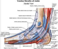 Posterior Tibial Tendon Insufficiency Ptti Foot Ankle