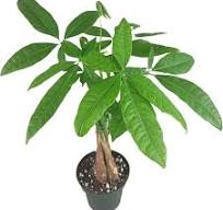 Amazon.com : Chinese Money Tree Live Plant - Pachira ...