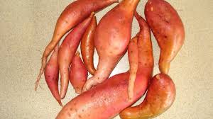 In this video, i show you how to grow sweet potato in containers or pots. How To Grow Sweet Potatoes In A Container Dengarden