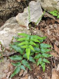 Image result for Anemiaceae