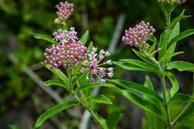 Image result for Asclepias graminifolia