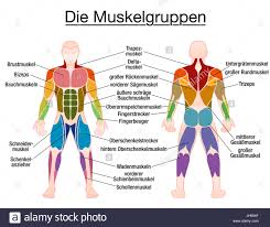 Muscle Chart German Labeling Most Important Muscles Of
