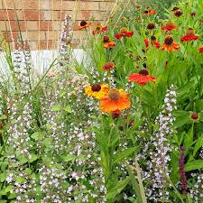 Image result for Epilobium stereophyllum