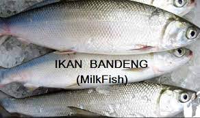 Please use the daily thread for all posts that are not related to malaysia or malaysians (or submit a text post relating your link to a malaysian context), and for all quick questions. Anim Agro Technology Ikan Bandeng Popular Di Indonesia
