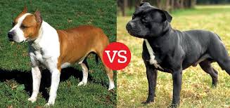 Pitbull breeds all have very similar temperaments. What S The Difference Between The American Staffordshire Terrier And The Staffordshire Bull Terrier American Staffordshire Bull Terrier Bully Breeds Dogs Nanny Dog