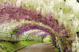 Best Time To See Wisteria Tunnels In Japan 2021 When To See Rove Me Wisteria Tunnel Wisteria Wisteria Garden
