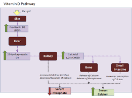 Parathyroid Hormone Pth Endocrine Medbullets Step 1