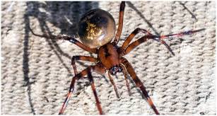 What does a false widow look like? Ireland S False Widow Spider Bites More Toxic Than Originally Thought The Irish Post