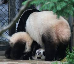 Pin Auf Panda Butts