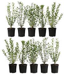 Zu den wachstumsfreudigen kübelpflanzen für balkone und terrassen zählt der unempfindliche, immergrüne kletterjasmin (solanum jasminoides). Sichtschutz Pflanzen Dehner