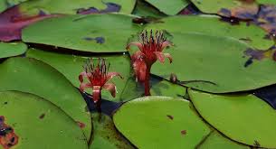 Image result for Brasenia