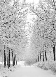 Seoul The Hungry Partier Winter Wallpaper Winter Scenery Winter Trees