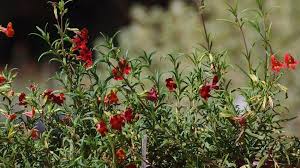 Image result for Disperis mozambicensis