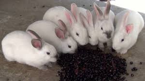 Conejos Comiendo Granos De Maiz Morado Youtube El choclo , se utiliza siempre cocida. conejos comiendo granos de maiz morado