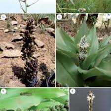 Image result for Chlorophytum calyptrocarpum