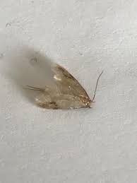 help me id these small, annoying moths