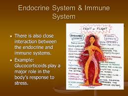 Endocrine System Objectives Describe The Functions Of The Endocrine Glands And Their Hormones Describe The Functions Of The Endocrine Glands And Their Ppt Telecharger