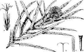 Image result for Echinops longifolius