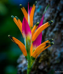 Al enviar flores a costa rica con daflores, sus seres queridos experimentarán este impulso creador de la naturaleza y la belleza de sus formas. 28 Costa Rica Trees Plants Flowers Ideas Planting Flowers Plants Costa Rica