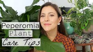 Peperomia plants are semi succulents with small, plump leaves. Peperomia Plant Care Tips Tricks Peperomia Houseplant Care Youtube