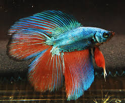 Pin Di Badass Fish Keeping Humour