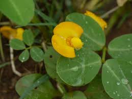 Image result for Arachis
