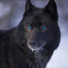 Black And Grey Wolf With Blue Eyes Beautiful Black Wolf With Gorgeous Blue Eyes Wolf With Blue Eyes Wolf Dog Wolf Hybrid