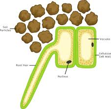 The cells actually involved in water transport are trecheary elements. What Are Xylem And Phloem Answered Twinkl Teaching Wiki