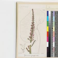 Image result for Gunnera perpensa