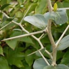 Image result for Diospyros dichrophylla