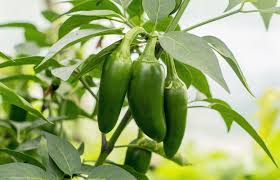 Image result for Capsicum annuum