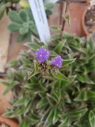 Image result for Cyanotis