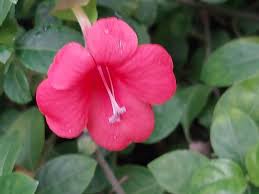 Image result for Barleria
