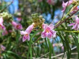 For i am just a all connected by a branch we are together, but some have to fall to create another but i am forever no more but a willow tree. Caring For Desert Willows Learn How To Grow A Desert Willow Tree