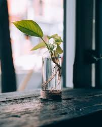 Low glass contemporary vase dimensions: Green Plant Cut Glass Vase Leaf Plants Interior Flower Water Vase Pxfuel