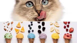 Can my cat eat that? Can You Give Cats Ice Cream Full Guide Kitty Cats Blog