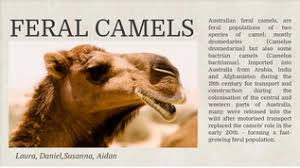 Often in cartoons, furry art, rule34, or hentai. Feral Camels By Lausamoomoo On Emaze