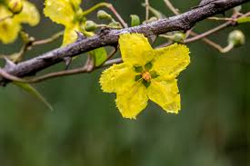 Image result for Sphedamnocarpus pruriens