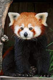Posing Red Panda 2 Cute Animals Animals Wild Animals Beautiful