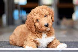 See more ideas about poodle, standard poodle, poodle dog. Purchase Irish Setter Poodle Puppies Up To 70 Off