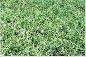 Image result for Urochloa leersioides