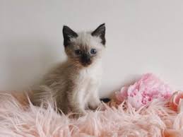 Fall in love with excellence again. Balinese Kittens For Sale In Pa Petfinder