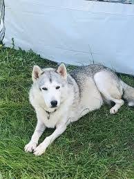 husky adopt rescue peterborough dog adoption rehome dog siberian husky rescue
