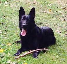 Jetzt kostenlos inserieren oder in 6,0 mio. Https Www Xn Schferhunde Welpen Schferhund Zchter 29ct95g De Welpen Bilder Schwarz Schwarz 2