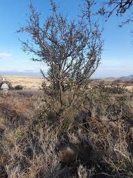 Image result for Rhamnus staddo