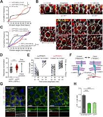 We did not find results for: Telophase Correction Refines Division Orientation In Stratified Epithelia Biorxiv