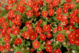 Image result for Jamesbrittenia integerrima