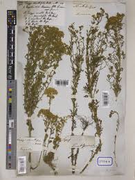 Image result for Eschenbachia subscaposa